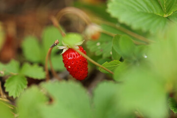 Wild strawberry on a branch in the forest in Bieszczady Mountains, Poland
