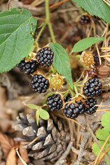 Wild blackberry bush in the forest, Bieszczady Mountains, Poland