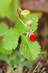 Wild strawberry on a branch in the forest in Bieszczady Mountains, Poland