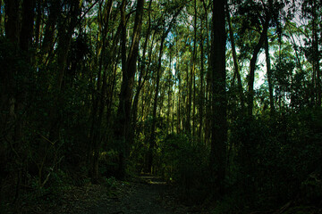 Obraz premium The Wild and the Wired: A Visual Journey through Nature’s Threshold to the City