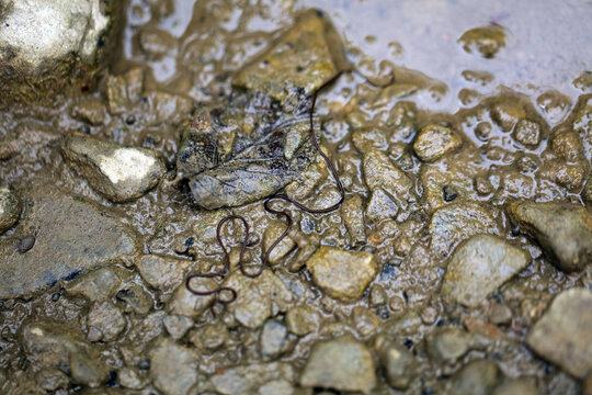 Roundworm in the river in Bieszczady Mountains, Poland