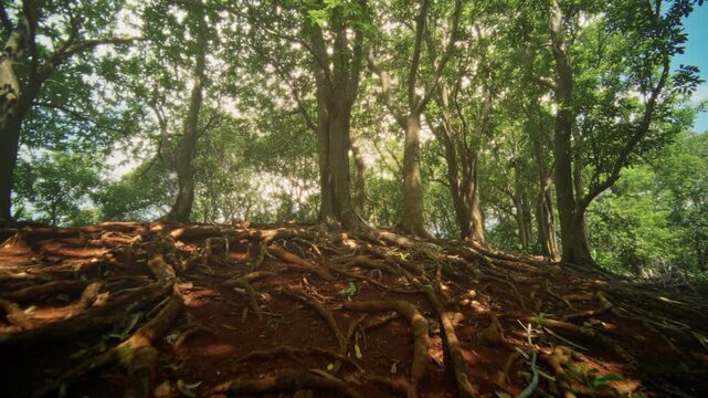 Closeup of forest floor with sprawling roots and mossy textures. Detailed view of sunlit forest ground showcasing intricate root networks and nutrientrich earth textures