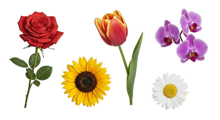 Isolated Cutout Elements on White Background &ndash; Animals, Insects, Flowers and Symbols