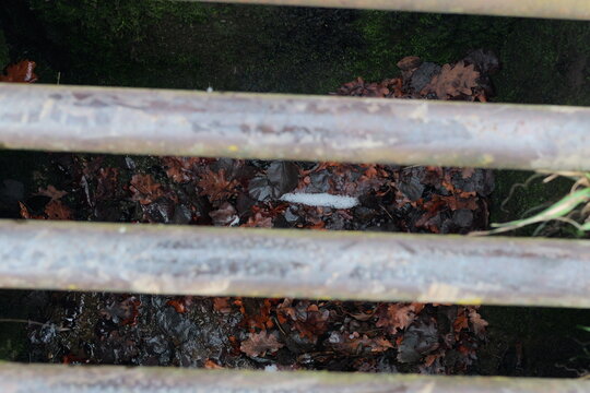 Rusting metal bars obscure a ground covered in fallen foliage. Damp leaves display varied hues. Moss grows nearby. A small patch of snow rests atop the debris. The scene evokes autumn's chill
