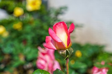 鮮やかなグラデーションが美しいピンクの咲きかけの一輪のバラ