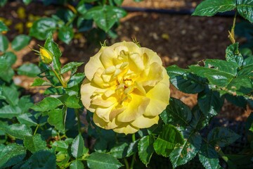 満開に咲く黄色いバラと瑞々しい緑の葉 自然の美しさ