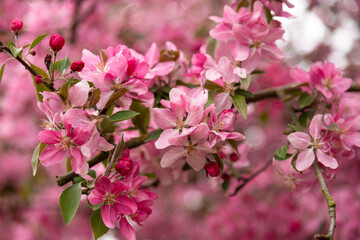 Obraz premium Blooming apple tree flowers in orchard soft focus nature background
