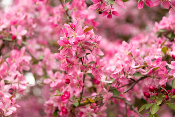 Obraz premium Apple tree in full bloom spring garden background for desktop wallpaper