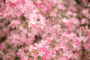 Naklejka premium Pink apple blossoms in organic orchard bio farming and agriculture theme