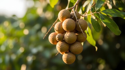 Obraz premium Sweet tropical longan fruit cluster ripening on a tree branch in a sunny orchard, healthy exotic snack