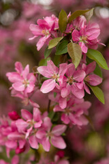 Fototapeta premium Pink blossoming apple tree close-up. Background with a blossoming. Pink Banner