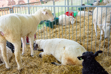 A group of domestic sheep (Ovis aries) resting on straw bedding in a metal exhibition pen during a summer county fair livestock competition.