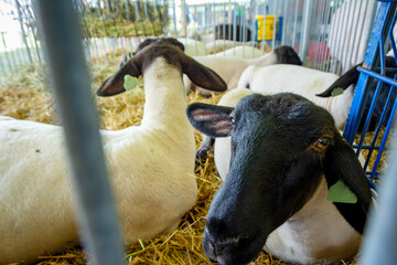 A black-faced domestic sheep (Ovis aries) looks toward the camera while resting on straw in a metal pen during a summer county fair exhibition.
