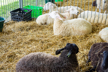 Domestic sheep (Ovis aries) with thick wool coats resting on straw bedding in a metal pen during a summer county fair livestock exhibition hall.