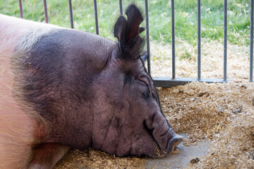 A large Hampshire hog (Sus scrofa domesticus) sleeps soundly on a bed of wood shavings in a metal exhibition pen during a summer county fair.