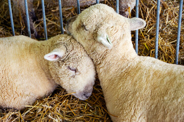 Two Babydoll Southdown sheep (Ovis aries) with thick, off-white wool fleeces sleep nestled together on straw bedding at a summer county fair.