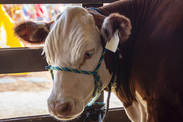 A close-up of a red and white Hereford cow (Bos taurus) wearing a blue and yellow rope halter in a wooden pen at a summer rural county fair.