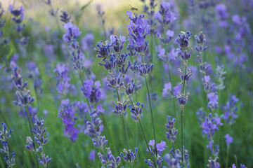 Obraz premium Wild lavender flowers in the field