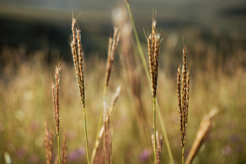 Golden wheat field at sunset