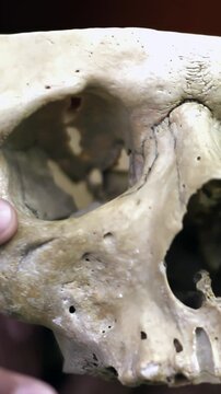 Forensic Anthropologist Examining Human Skull Details, Scientific Study - 4K Vertical
