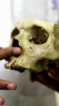 Anthropology Research, Scientist Pointing at Human Skull Structure - 4K Vertical