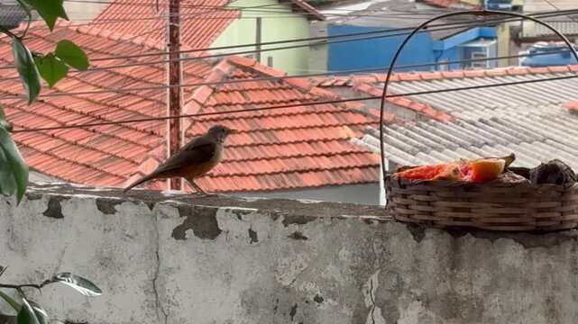 A bird perches on a weathered wall overlooking a rooftop video