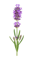 Obraz premium A close-up photograph of a vibrant lavender flower in full bloom