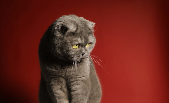 portrait of a cat. Animal. Photo. Valentines day background. Funny. Cat. Celebration. 