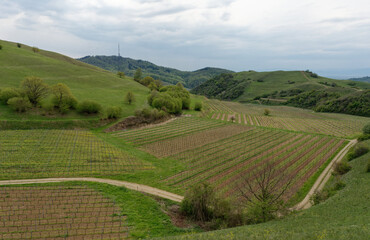 Fototapeta premium Baden-Württemberg - Kaiserstuhl - Weinberge - Rebstöcke