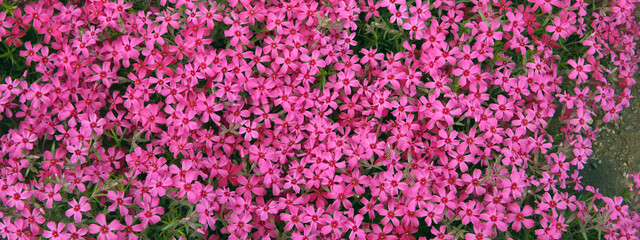 画面いっぱいに咲くピンク色のシバザクラのグラフィック素材