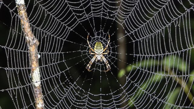 Dewdrops sparkle on a web with a striped spider at its center