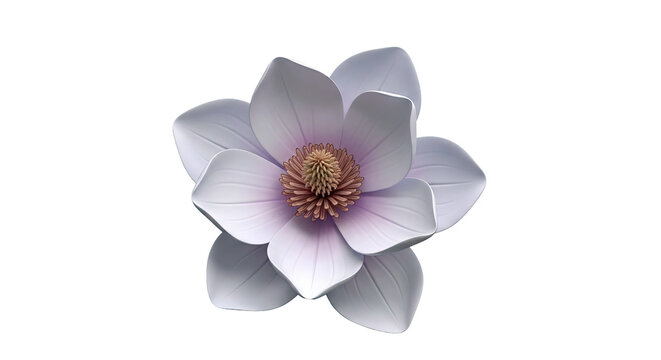 Close-up of a white magnolia flower with delicate pink and brown accents