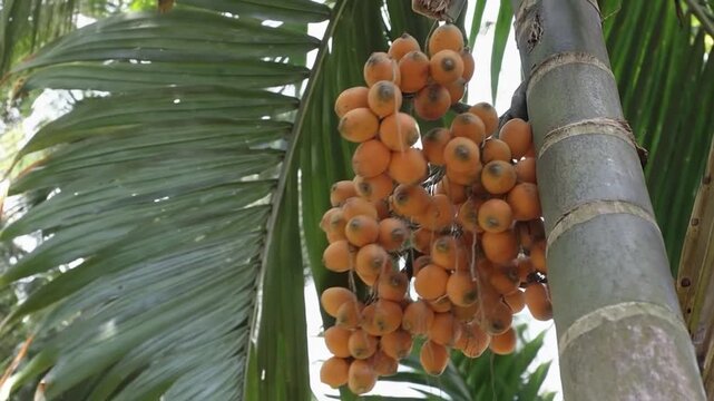 Ripe orange betel nut bunch hanging from a tropical areca catechu palm tree in a lush green agricultural garden in asia