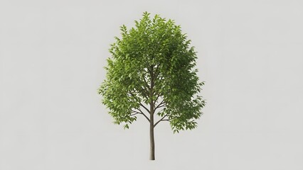 A single deciduous tree with lush green leaves and a brown trunk, standing isolated against a plain light background.