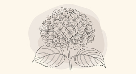 Delicate line drawing of a hydrangea flower cluster with two large leaves set against a subtle beige abstract shape background.