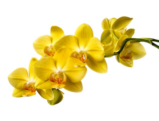 Obraz premium Sunlit Yellow Orchid in Stunning Macro View, Highlighting Delicate Petals, Curved Stem and Spiraling Leaves Against a Black Velvet Background