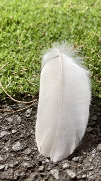 Vertical Closeup 4K Slow Motion of White Feather on Grass and Asphalt Border