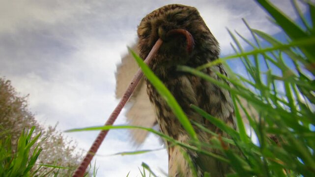 Low-angle view of a little owl (athene noctua) eating an earthworm in a grassy field