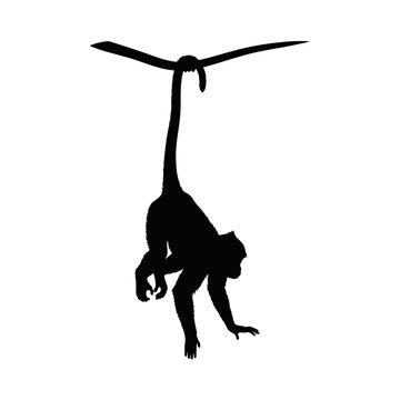Silhouette of a monkey hanging upside down from a branch with its tail.