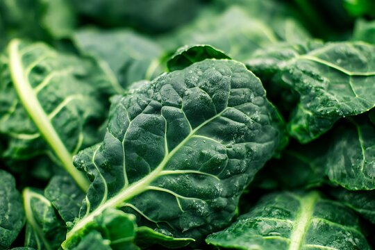 Close up of fresh green sukuma wiki collard leaves