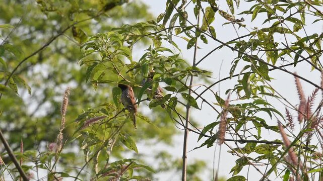 Scaly-breasted munia&nbsp;or&nbsp;spotted munia bird. Its common name is&nbsp;Lonchura punctulata, nutmeg mannikin and&nbsp;spice finch. It is a&nbsp;sparrow-sized&nbsp;estrildid finch&nbsp;native to tropical Asia. Small birds sitting 