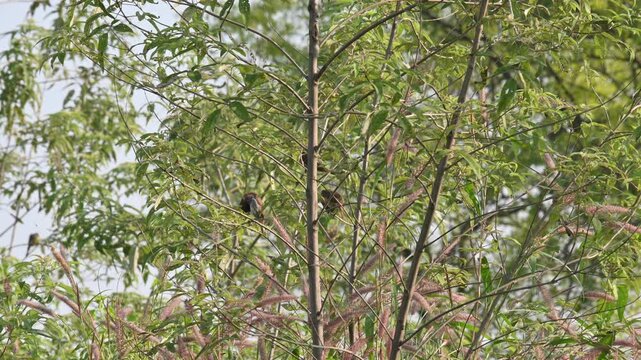 Scaly-breasted munia&nbsp;or&nbsp;spotted munia bird. Its common name is&nbsp;Lonchura punctulata, nutmeg mannikin and&nbsp;spice finch. It is a&nbsp;sparrow-sized&nbsp;estrildid finch&nbsp;native to tropical Asia. Small birds sitting 