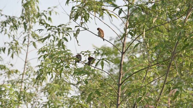 Scaly-breasted munia&nbsp;or&nbsp;spotted munia bird. Its common name is&nbsp;Lonchura punctulata, nutmeg mannikin and&nbsp;spice finch. It is a&nbsp;sparrow-sized&nbsp;estrildid finch&nbsp;native to tropical Asia. Small birds sitting 