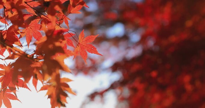 Beautiful autumn landscape with red leaves and warm evening sunbeams.