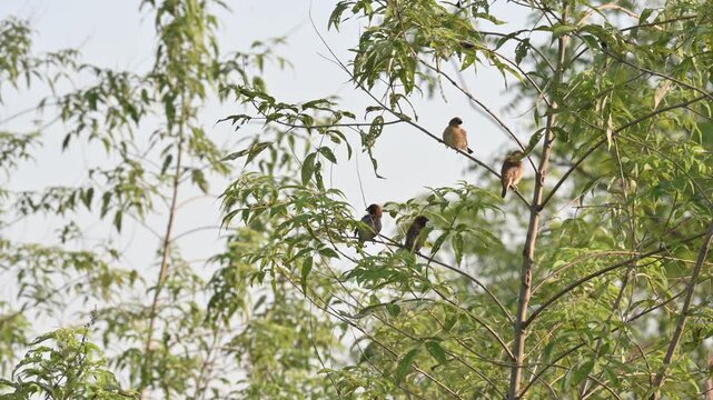 Scaly-breasted munia&nbsp;or&nbsp;spotted munia bird. Its common name is&nbsp;Lonchura punctulata, nutmeg mannikin and&nbsp;spice finch. It is a&nbsp;sparrow-sized&nbsp;estrildid finch&nbsp;native to tropical Asia. Small birds sitting 