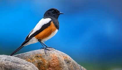 A Charming Avian Creature Perched On A Rock With Black White And Orange Plumage Against A Blurred Blue Background