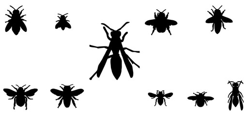 Vector illustration design of silhouette of group of flying insects