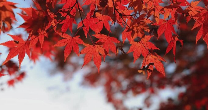 Beautiful autumn landscape with red leaves and warm evening sunbeams.