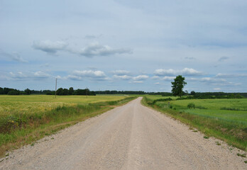 Fototapeta premium Empty gravel road splits a rye and a wheat farm in Sece, Latvia