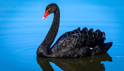 A stunning shot showcases a majestic black waterfowl floating gracefully upon tranquil, blue waters under a clear, bright sky. Its elegant form is highlighted